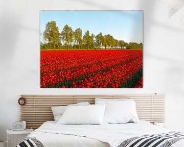 Rode tulpen in een veld tijdens een zonsondergang in de lente van Sjoerd van der Wal Fotografie