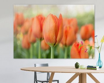 Oranje tulpen van Chantal Cornet