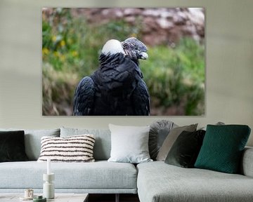 Majesteit van de Andes: De blik van een condor van Fabian Kleiser