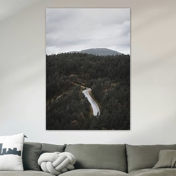 Winding road through the Nordic pines