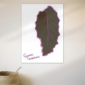 Blatt Gynura Aurantiaca - Serie 'Flora