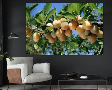 Mirabelles mûres