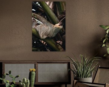 Faultier Costa Rica von Get Framed Photography