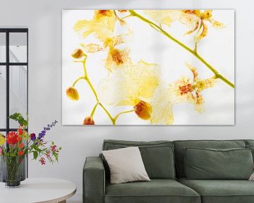 Oncidium in ijs 1 van Marc Heiligenstein