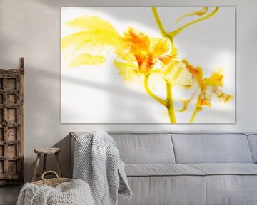 Oncidium in ijs 3 van Marc Heiligenstein