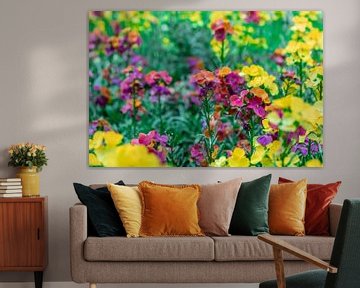 Schöterich - Erysimum Constant Cheer von Mixed media vector arts