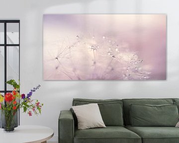 Dandelion fluff, Softness in purple