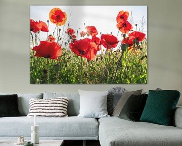 Coquelicots avec un soleil entre eux sur Karin de Jonge