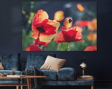 Coquelicots avec bourdon sur Karin de Jonge