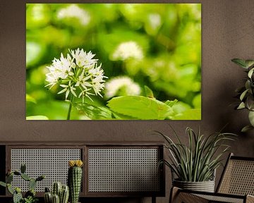 White whispers in spring - side view of wild garlic blossom
