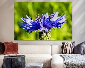 Blauwe gloed aan de rand van het pad - korenbloem in het zonlicht