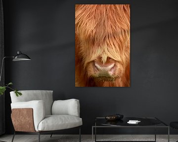 Portret van een jonge Schotse Hooglander 2 van Jaap Tanis