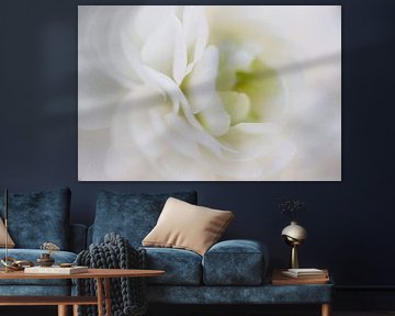 witte roos