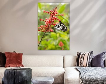 Filipijnen - Vlinder van Chantal Cornet