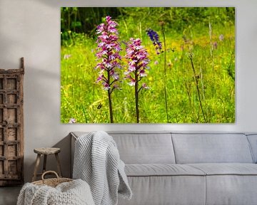 Delicate ontmoeting - orchideeën in het vroege zomerlicht van Fototante