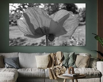 Klaproos bloem, tegenlicht, zomerbloesem, wilde bloem, bloesem macro, tuinfotografie, natuurpoëzie, Papaver rhoeas, lichtspel, bloemenportret, muurlandschap, detailopname van Fototante