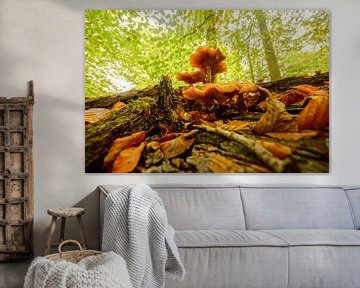 boom met paddenstoelen en bladeren sur Dirk van Egmond