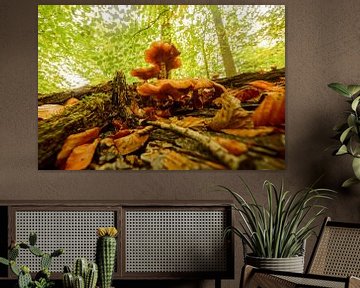 boom met paddenstoelen en bladeren von Dirk van Egmond