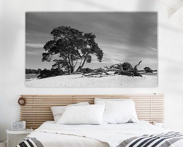Dérive de sable dans le parc national Hoge Veluwe sur Jan Jongejan
