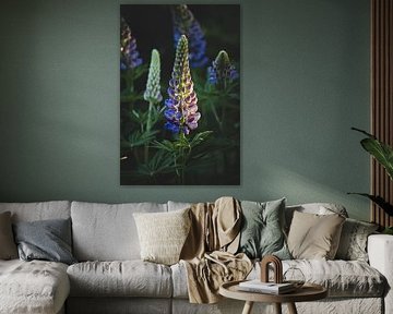 Lila wilde Lupine Blumen von Imladris Images