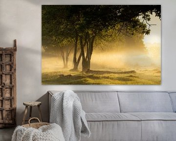 Ochtendmist en licht tussen de bomen in Drenthe bij de Boerenveensche Plassen van KB Design & Photography (Karen Brouwer)