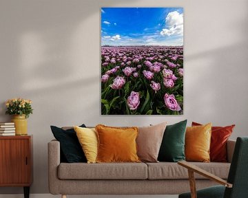 peony tulips in Aartswoud by peterheinspictures