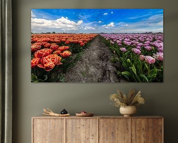 On the separation of 2 tulips colours by peterheinspictures