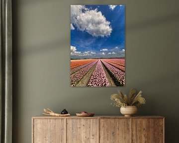 Dutch sky above the tulips in Aartswoud by peterheinspictures