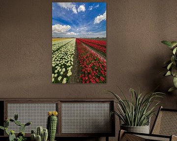 Red and white tulips in archaeological forest by peterheinspictures