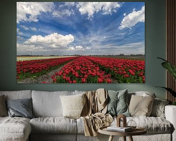 Red, white and blue in one photo by peterheinspictures