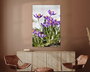 The first crocuses in the garden by Claude Laprise
