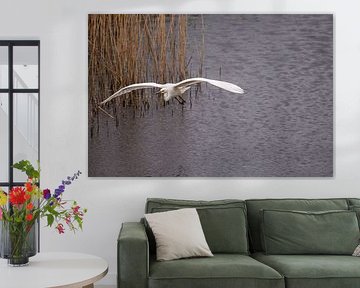 Egret in flight over water.