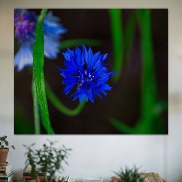 The cornflower