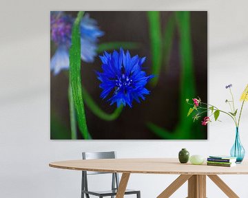 Die Kornblume von Rudi Everaert