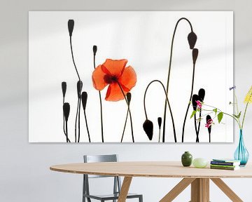 Mohn mit Knospen und Früchten.  von Ron Poot