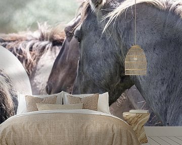 Konik horse, I see you by Gea Teigeler