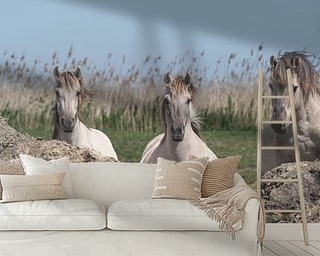 Konik horses 3 in a row by Gea Teigeler