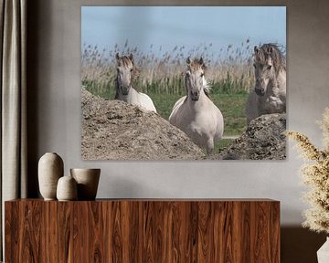 Konik Pferde 3 in einer Reihe