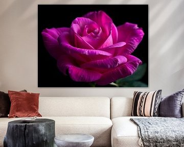Elegantie in bloei - de fascinatie van de roos van ButterflyPix