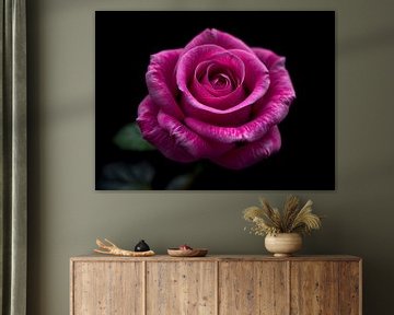 De schoonheid van een paarse roos van ButterflyPix