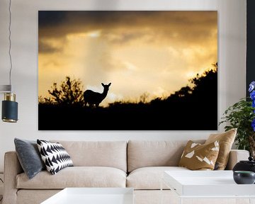 Fallow deer @ sunset by Pim Leijen