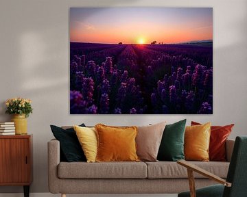 Coucher de soleil sur un champ de lavande sur ButterflyPix