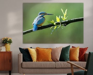 Kingfisher on tree branch with leaves by Peter Bartelings
