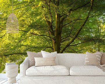 Sunrise Noordlaaderbos (Groningen) Netherlands