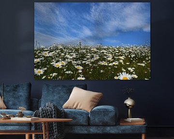 A flowering daisy field by Claude Laprise