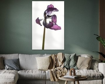 Dried tulip with backlight by Hanny Andela - Andelafotografie