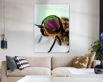 Das Auge der Fliege