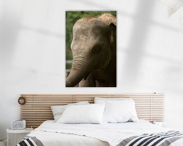 Cute Elephant van Fokke jurrien Akker