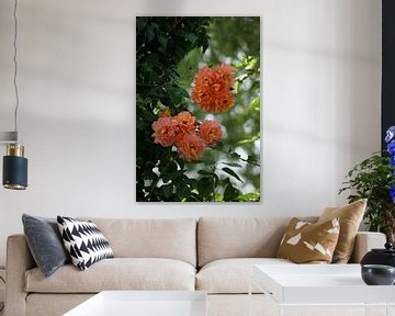 Peony van Fokke jurrien Akker