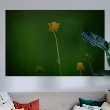 De Boterbloem in z’n kracht